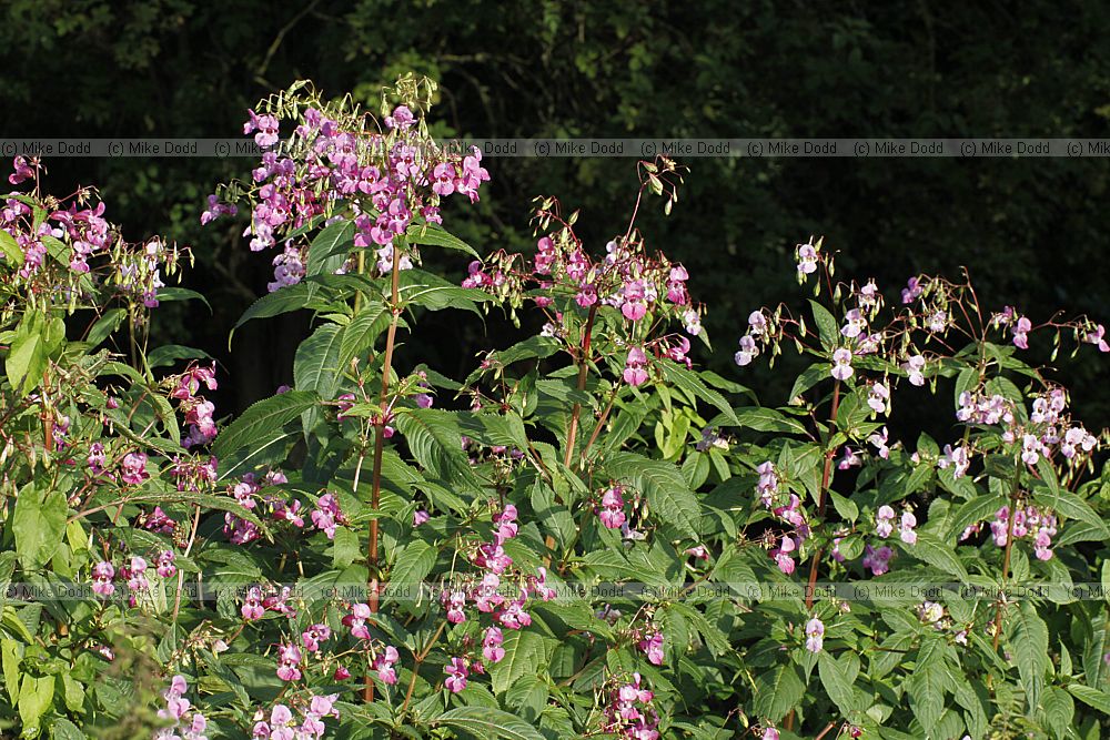 Impatiens glandulifera Himalayan Balsam