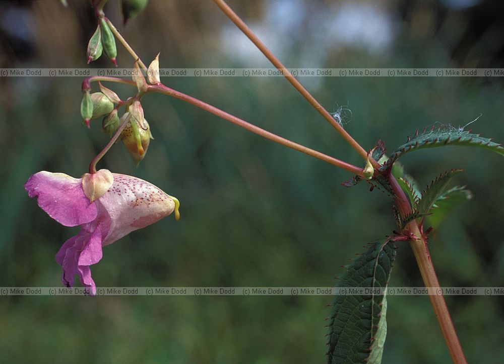 Impatiens glandulifera Indian Balsam