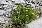 Golden Samphire Inula crithmoides