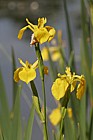 Iris pseudacorus Yellow Iris