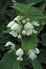 Lamium album White Deadnettle