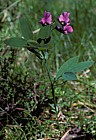 Lathyrus linifolius Bitter Vetch