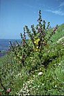 Lavatera arborea Tree Mallow