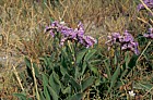 Limonium vulgare Common Sea-lavendar