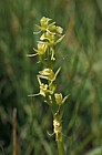 Liparis loeselii Fen Orchid