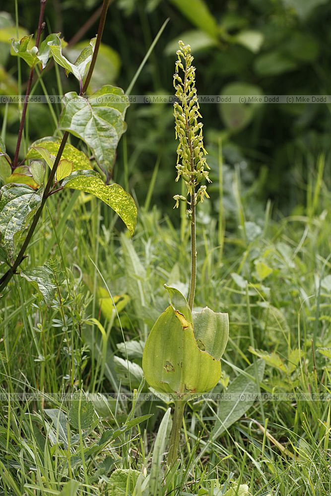 Listera ovata Common Twayblade