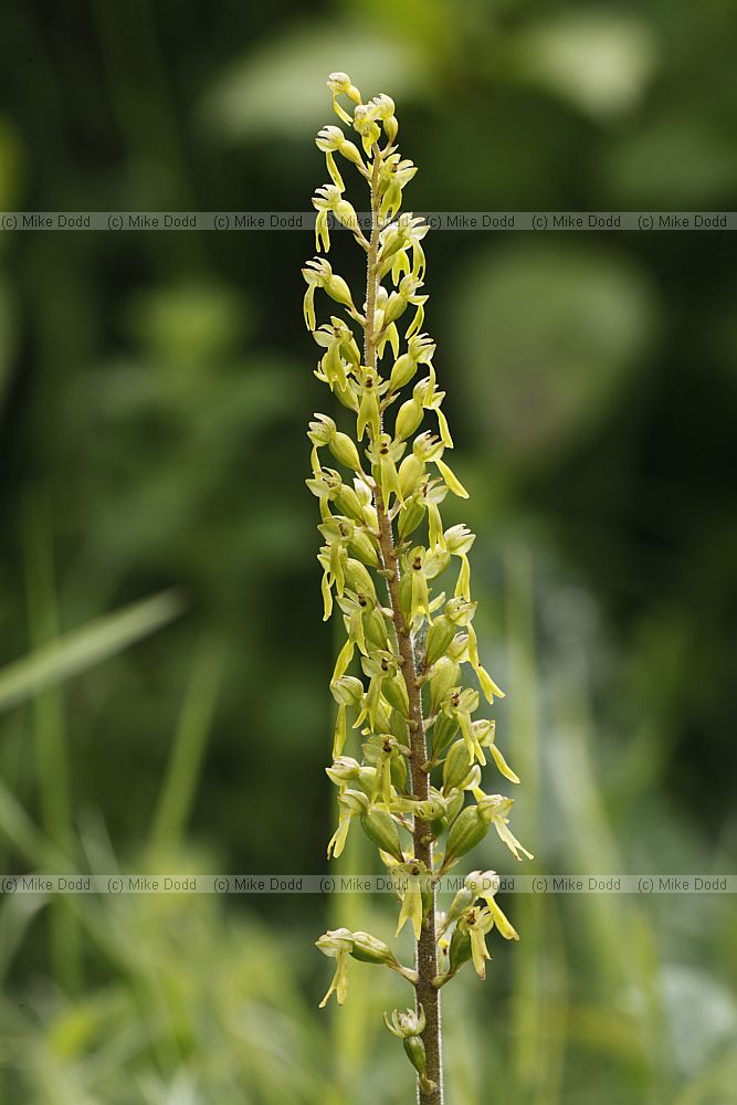 Listera ovata Common Twayblade