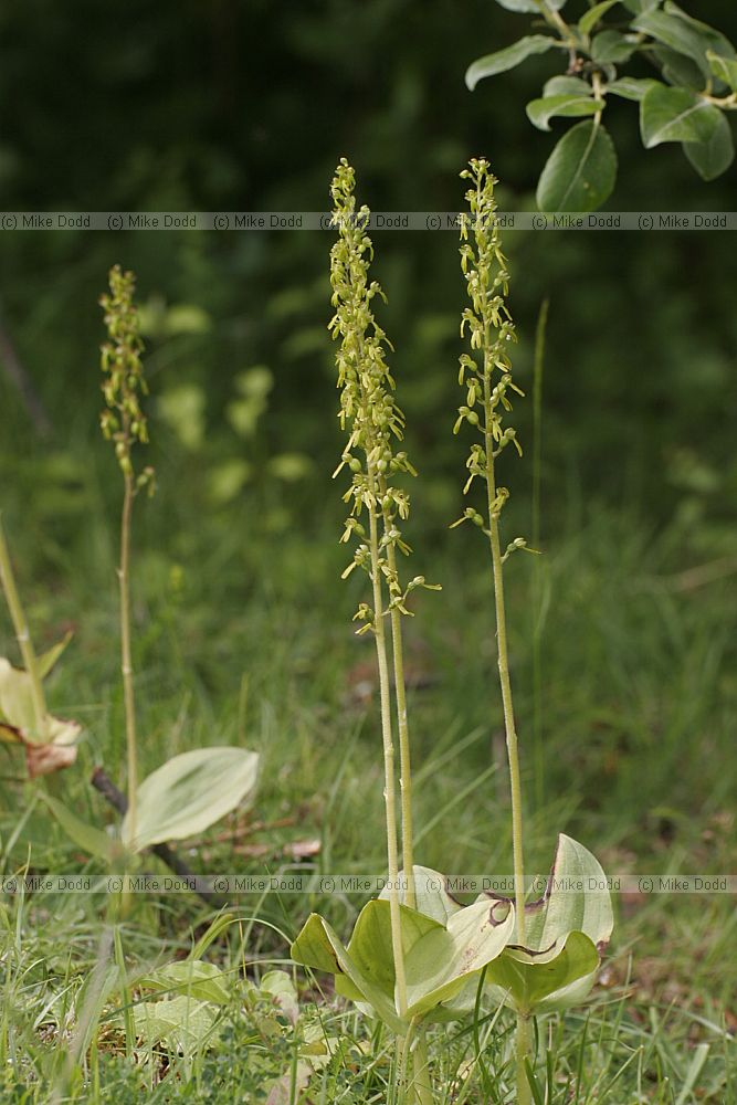 Listera ovata Common Twayblade