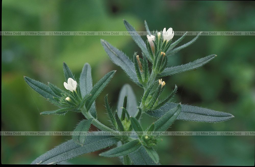 Lithospermum arvense Corn Gromwell