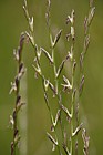 Lolium perenne Perennial Ryegrass