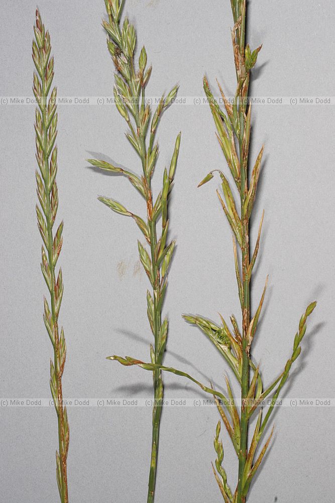 Deformed flowering spike Lolium perenne