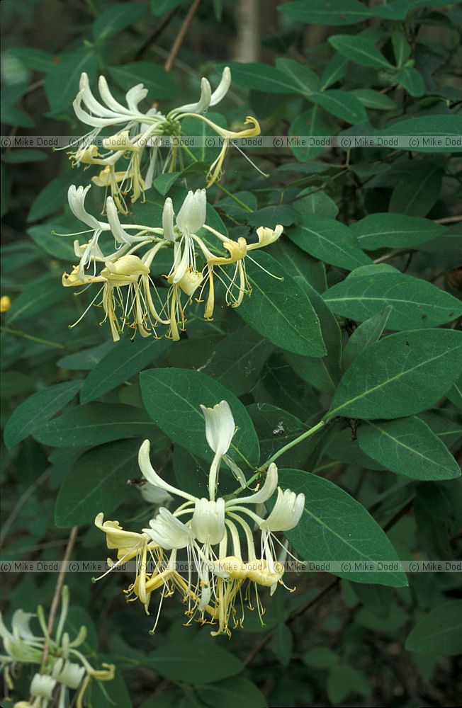 Lonicera periclymemum Honeysuckle