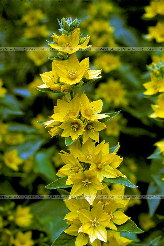 Lysimachia punctata Dotted loosestrife