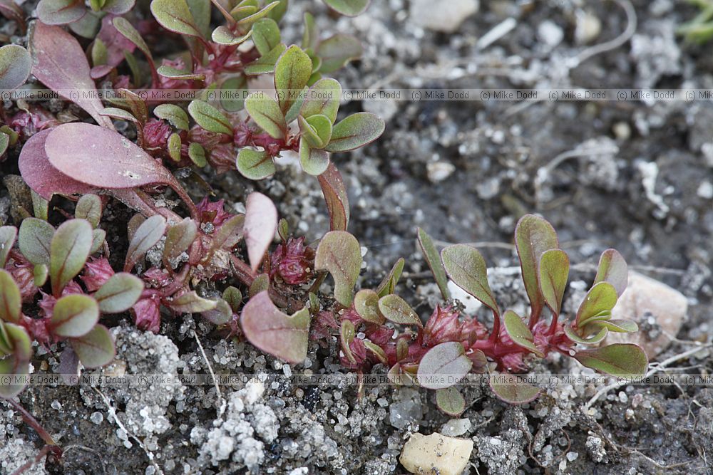 Lythrum portula Water-purslane