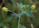 Medicago lupulina Black Medick