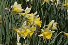 Narcissus pseudonarcissus Wild Daffodil