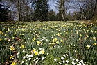 Narcissus pseudonarcissus Wild Daffodil and Anemone nemorosa Wood Anemone