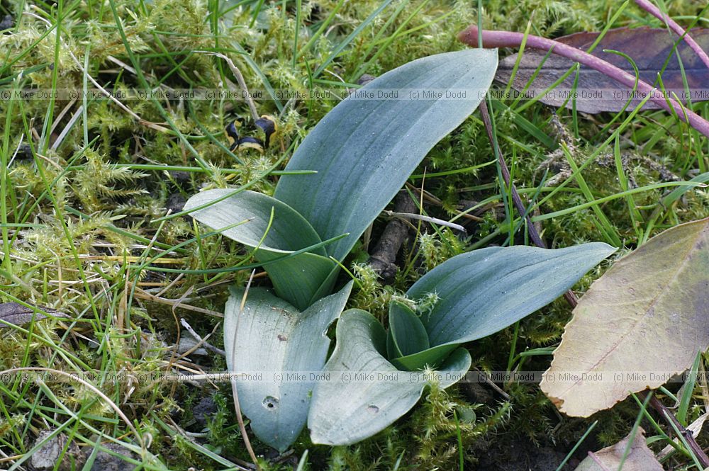 Ophrys apifera Bee Orchid seedlings