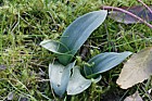 Ophrys apifera Bee Orchid seedlings
