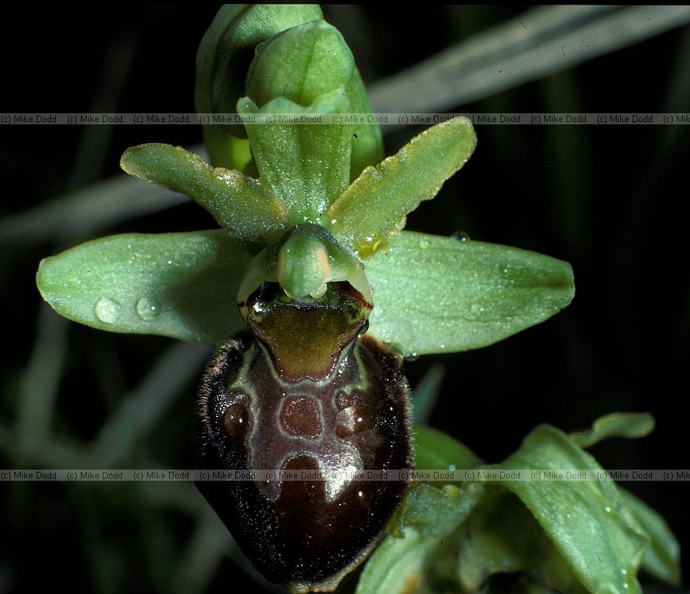 Ophrys sphegodes Early Spider Orchid
