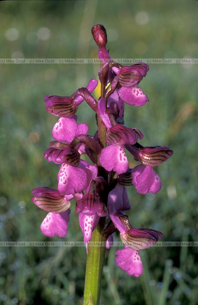 Orchis morio Green-winged orchid