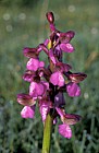 Orchis morio Green-winged orchid