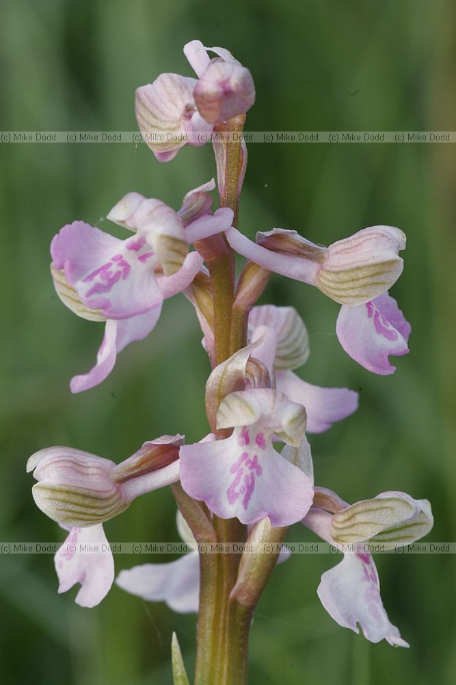 Orchis morio Green winged orchid