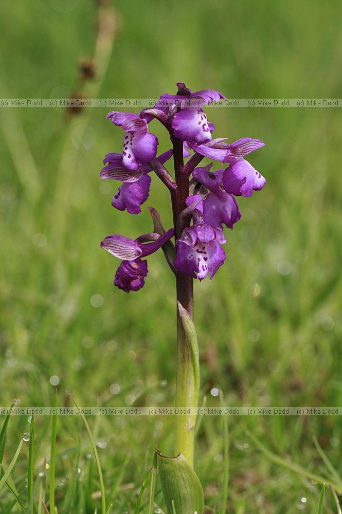 Orchis morio Green winged orchid Anacamptis morio