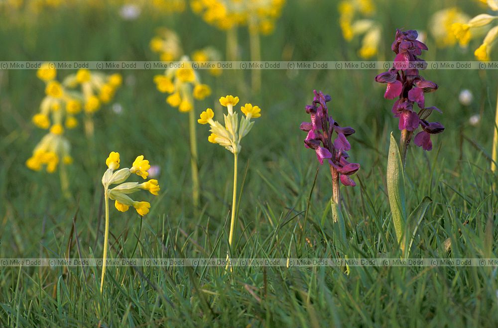 Orchis morio green winged orchid and primula cowslips