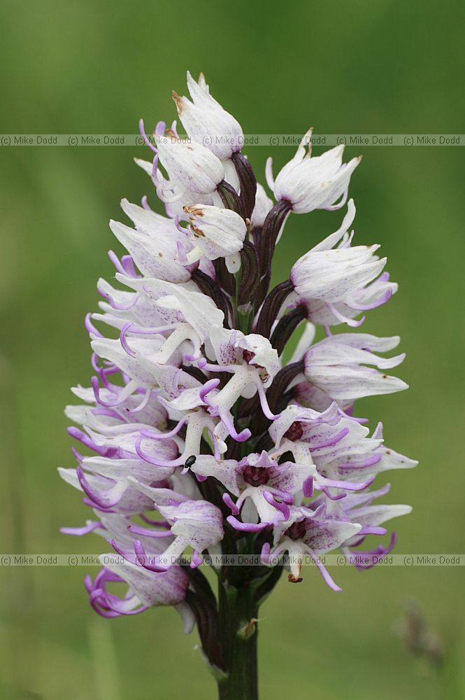 Orchis simia Monkey Orchid