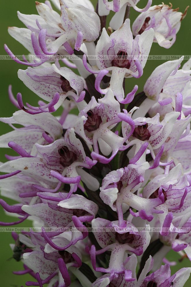 Orchis simia Monkey Orchid