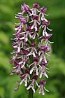 Orchis simia x O. purpurea monkey cross with lady orchid possibly first records for uk in large numbers