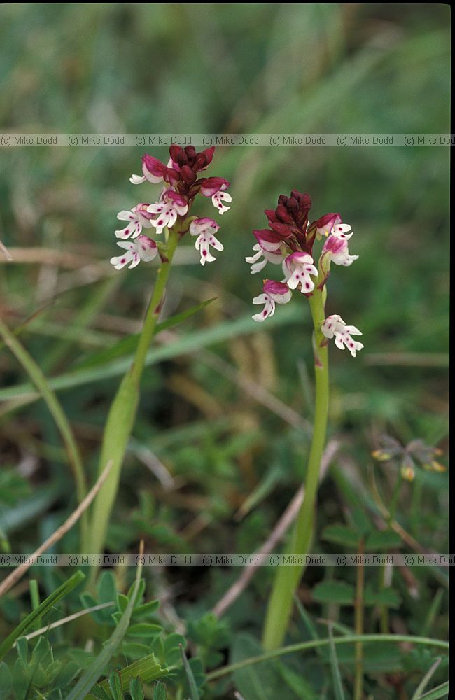 Orchis ustulata Burnt-tip Orchid
