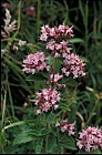 Origanum vulgare Marjoram