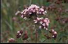 Origanum vulgare Marjoram