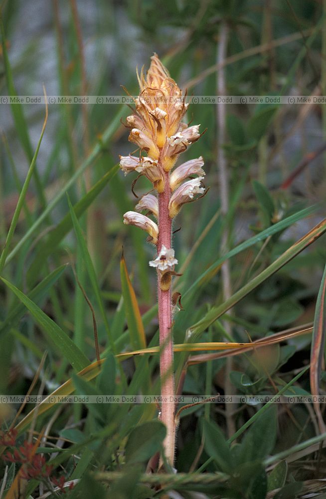 Orobanche artemisiae-campestris Oxtongue broomrape