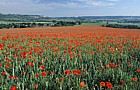 Papaver rhoeas Common Poppy