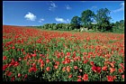 Papaver rhoeas Common Poppy
