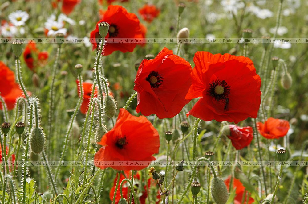 Papaver rhoeas Common Poppy