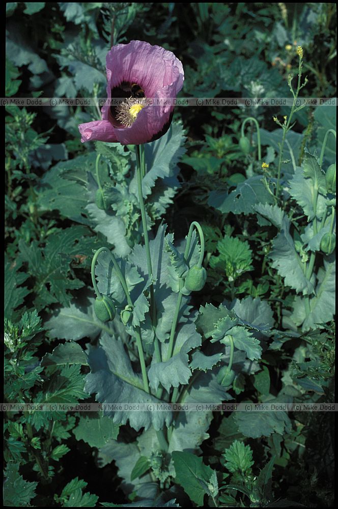 Papaver somniferum Opium Poppy