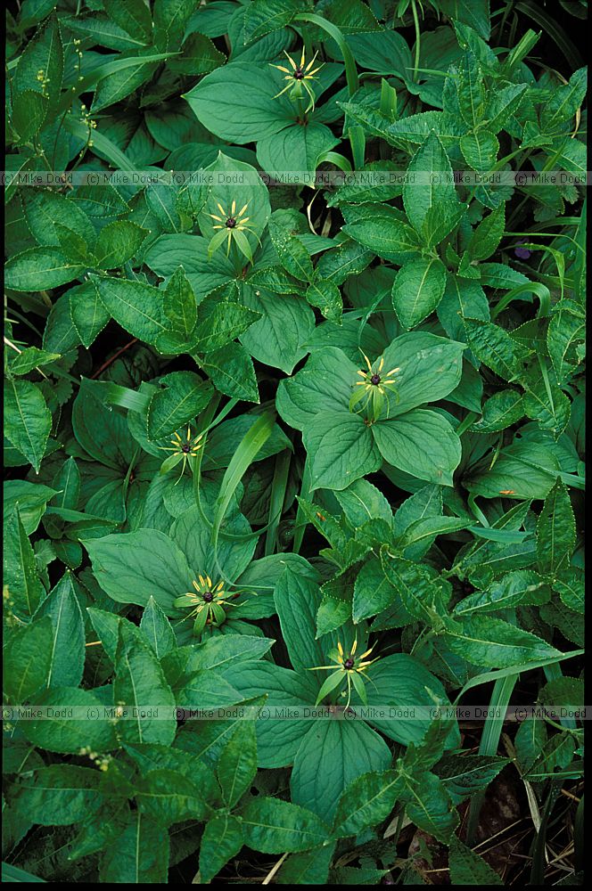 Paris quadrifolia Herb Paris