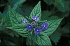 Pentaglottis sempervirens Green Alkanet