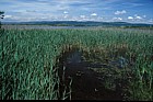 Phragmites australis Common Reed