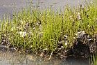 Pilularia globulifera Pillwort