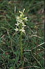 Platanthera bifolia Lesser Butterfly Orchid