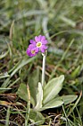 Primula scotica Scots primrose