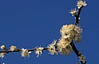 Prunus spinosa Blackthorn or Sloe