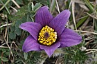 Pulsatilla vulgaris Pasque Flower