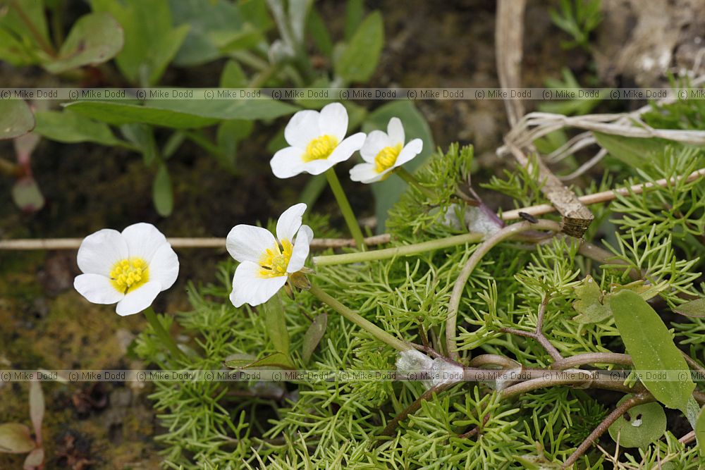 Ranunculus aquatilis Common Water-crowfoot