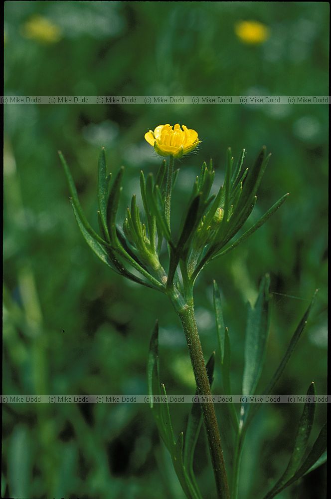 Ranunculus arvensis Corn Buttercup